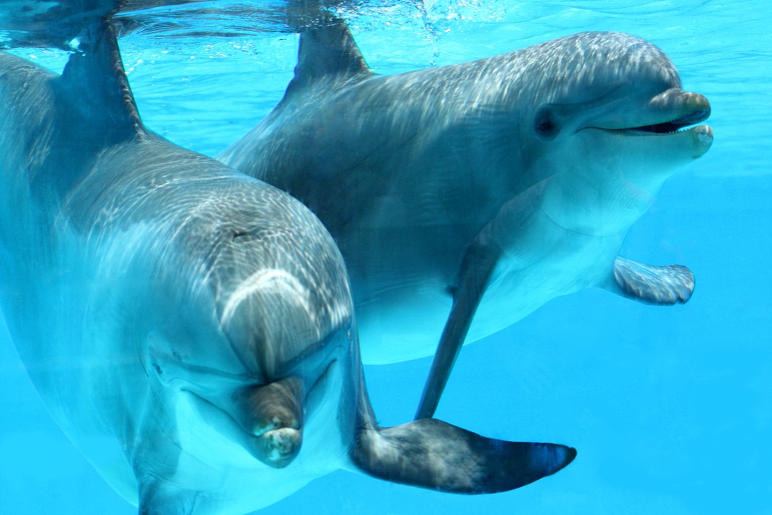 Delfiinid on väga sotsiaalsed olendid ja seksivad läbivalt terve aasta, et luua ja säilitada suhteid.