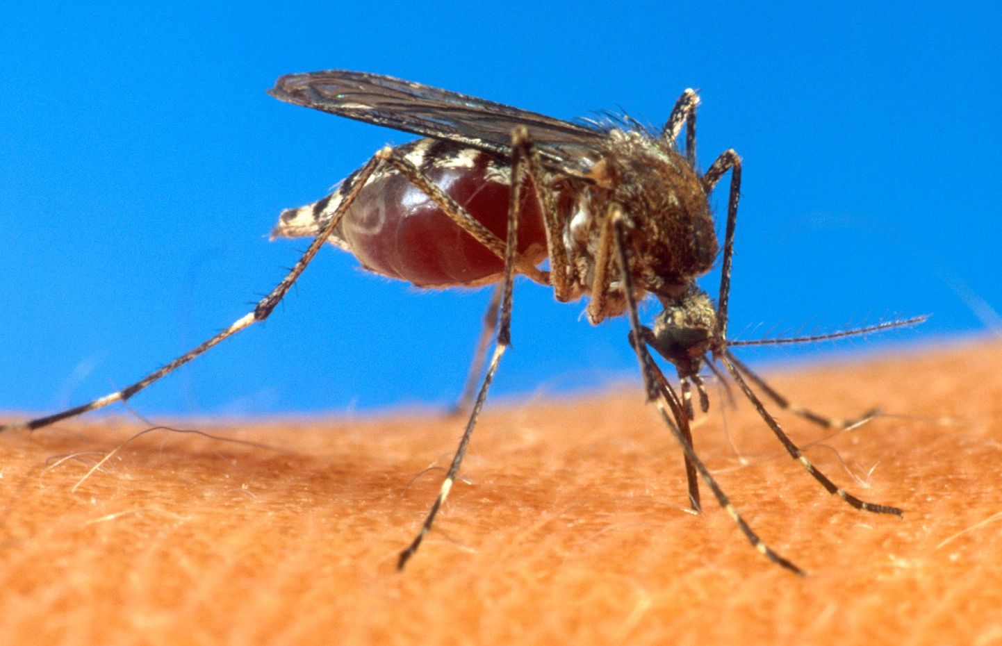 Reisihuvilisi varitsevad lisaks seagripile mitmed teised viirused, muu hulgas ka sääskede abil levivad dengepalavik ja malaaria.
