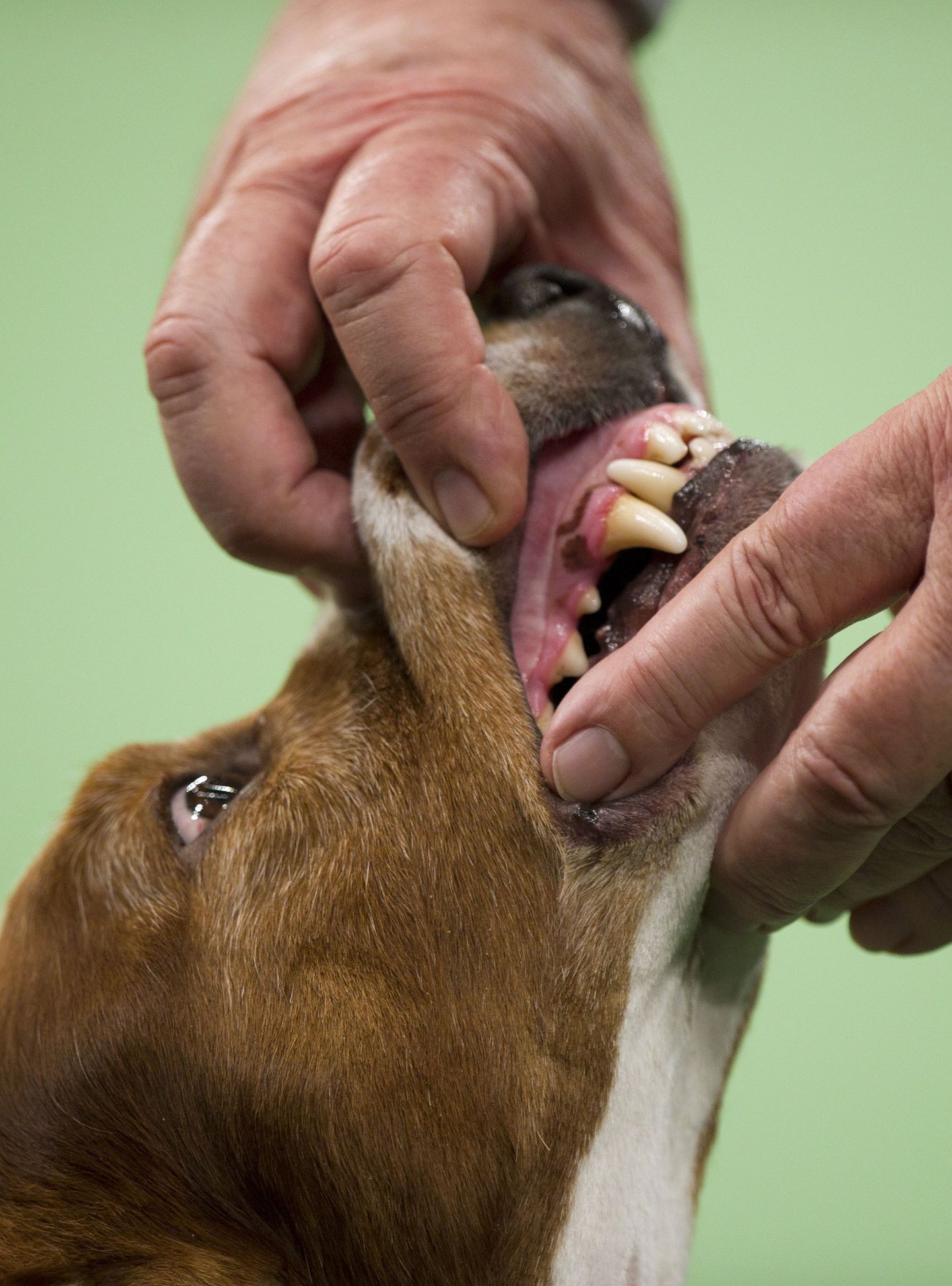 Koera hambad vajavad igapäevast hoolt.