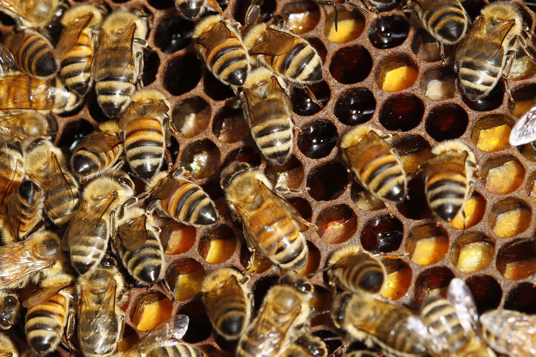Отношения между крапивницей и домашней пчелой. Домашние пчелы. Много пчел. Пчелы в улье. Семья пчел.