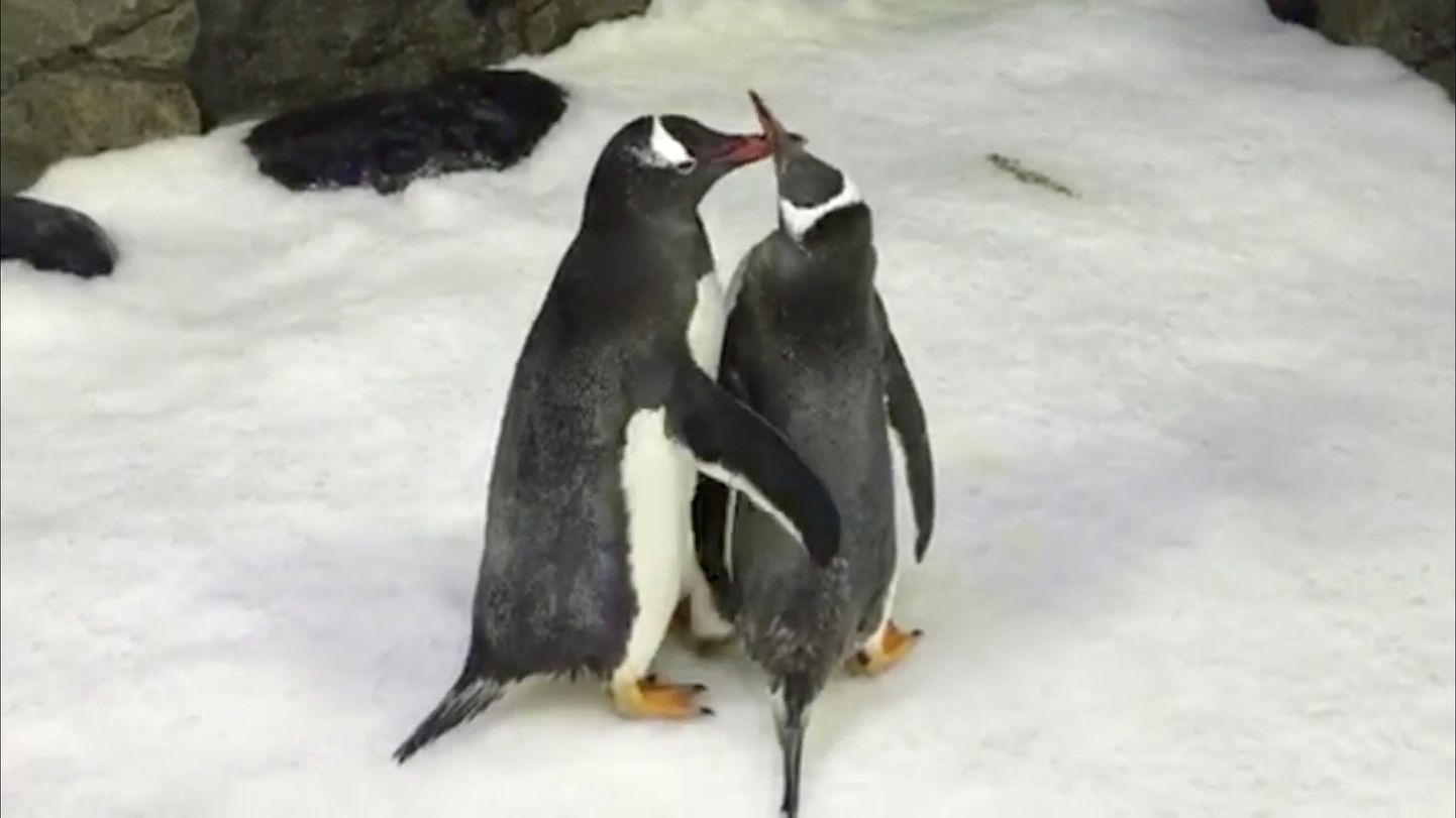 Isased pingviinid Magic and Sphen ehitasid koos pesa ja said meremaailma töötajate abil lapsevanemateks.