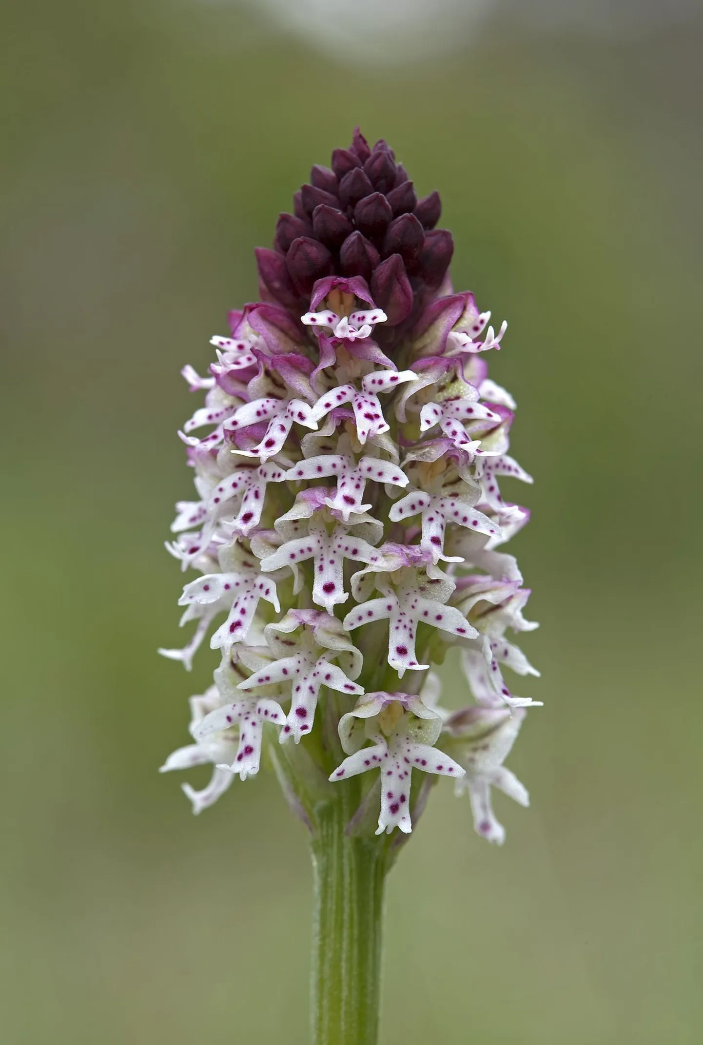 Tõmmu käpp (Orchis ustulata)