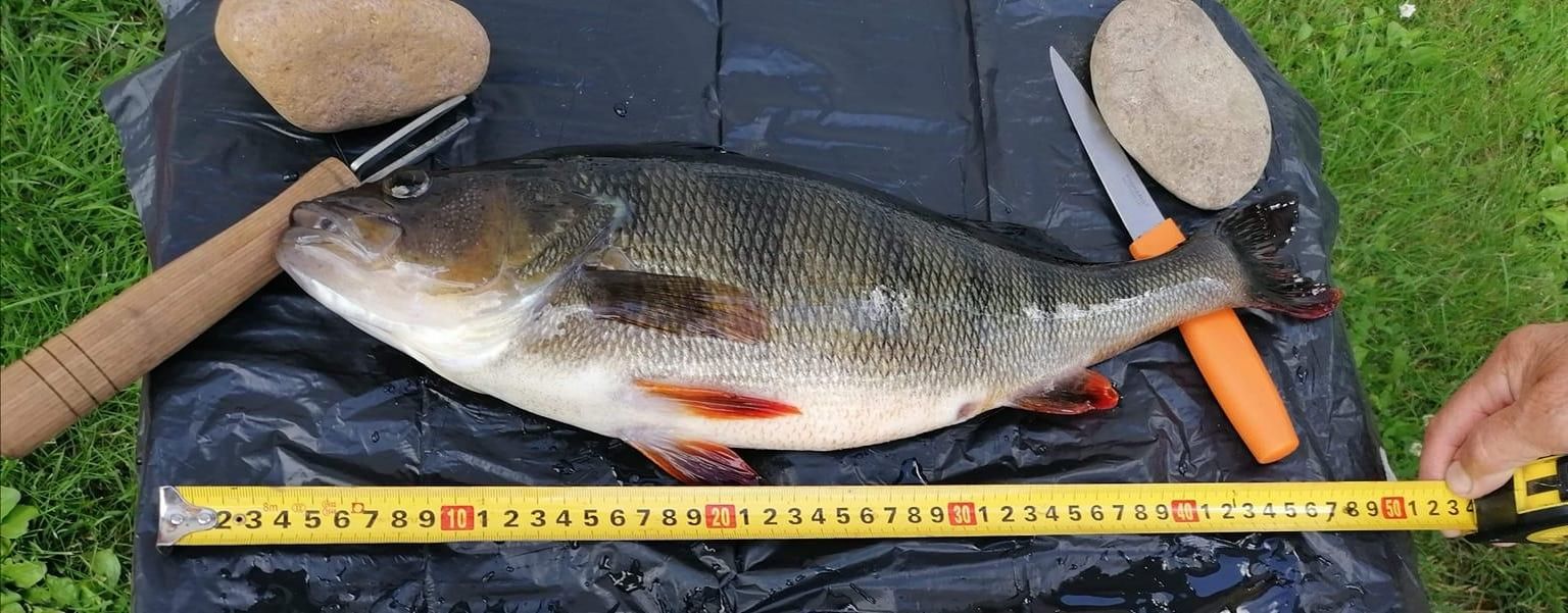 Nädala sees Uljaste järvest kinni püütud kala kaalus 1,58 kilogrammi ja selle pikkuseks mõõdeti ligikaudu 46 sentimeetrit.
