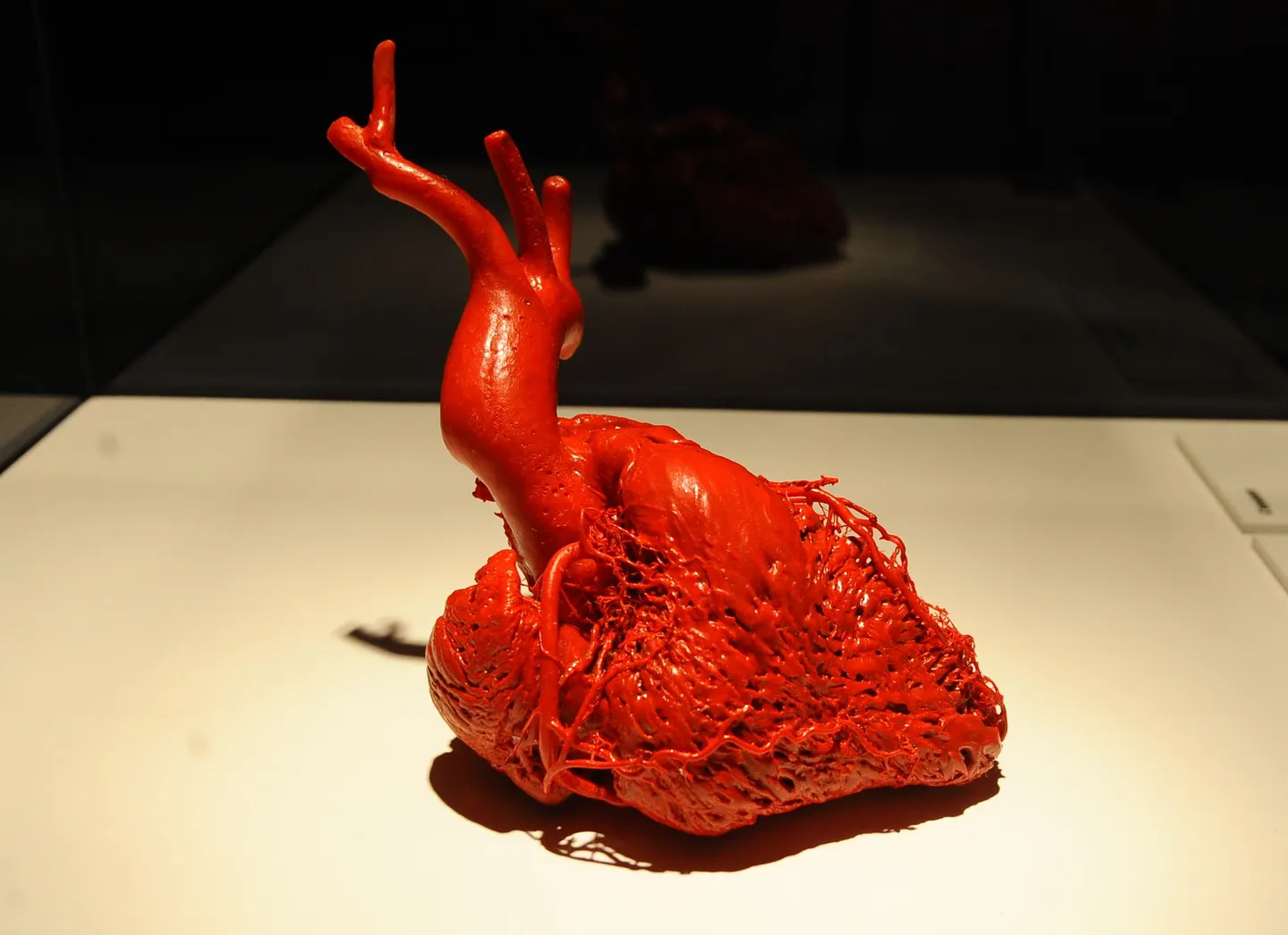 Сердце человека. Иллюстративное фото.