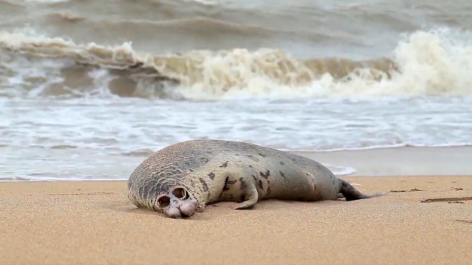 В Дагестане на берегу моря нашли почти 300 мертвых краснокнижных тюленей