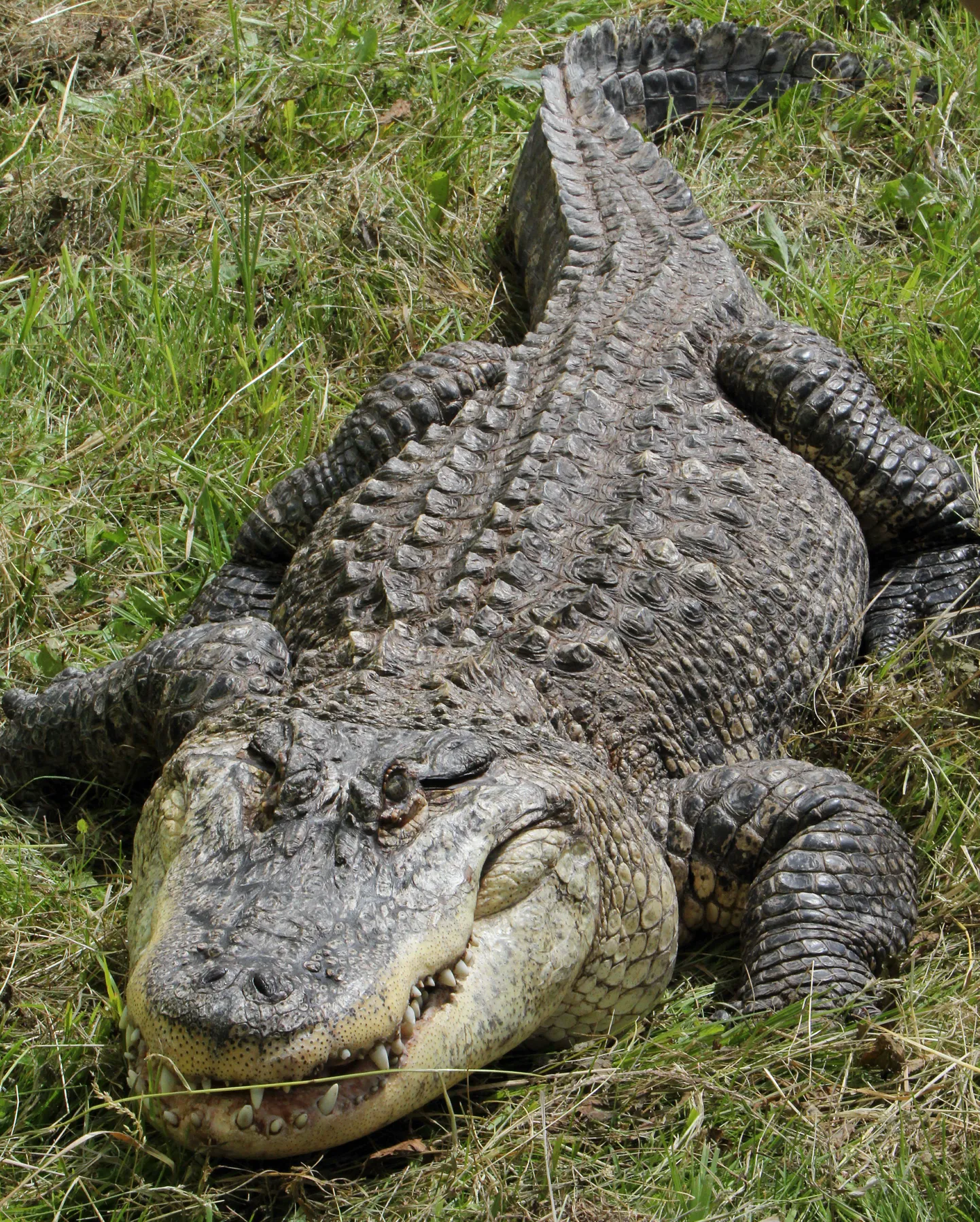 Alligaator naudib päikese käes lösutamist.