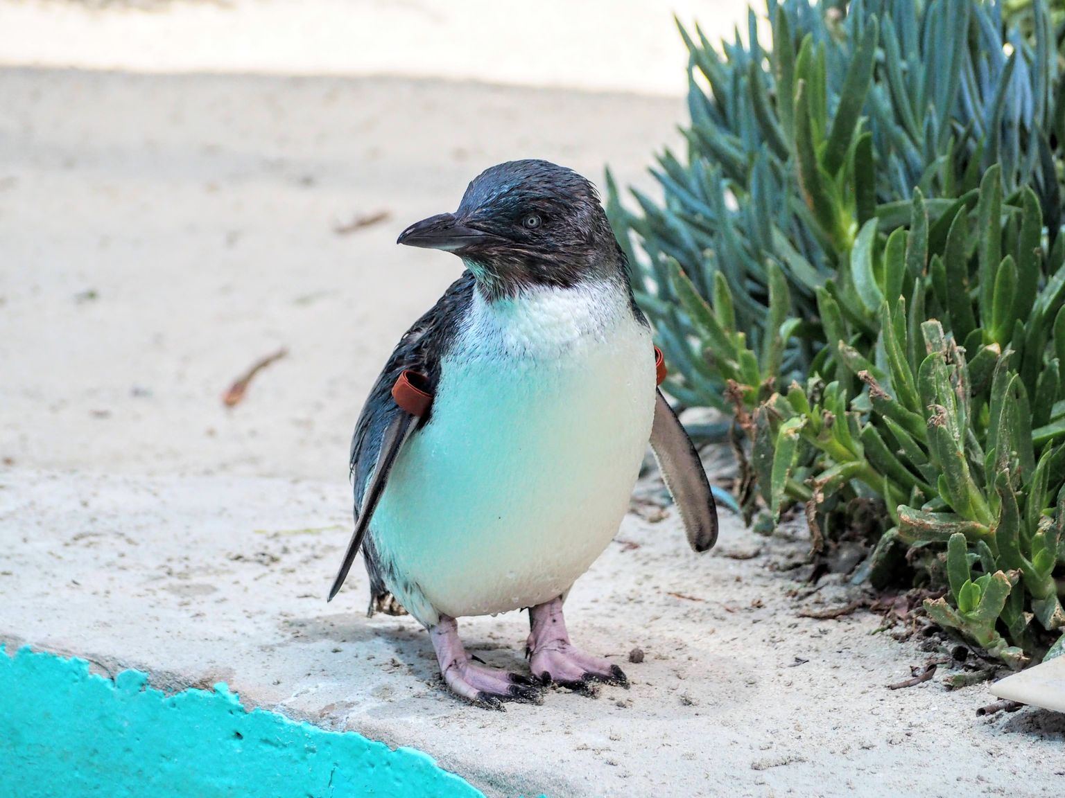 Austrālijas un Jaunzēlandes reģionā mazo pingvīnu kļūst arvien mazāk