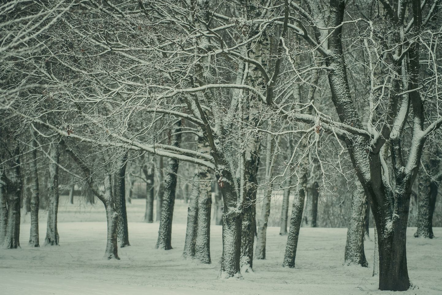 Pirmais sniegs Rīgā
