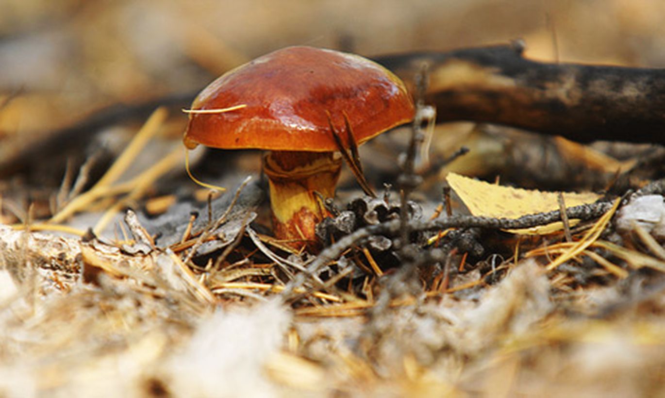 грибы маслята. сон грибы маслята. сон грибы маслята. сон грибы маслята. сон грибы маслята.