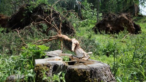 VĒTRAS GAIDĀS ⟩ Rīdziniekus aicina svētdien neapmeklēt parkus, rotaļu laukumus un kapsētas