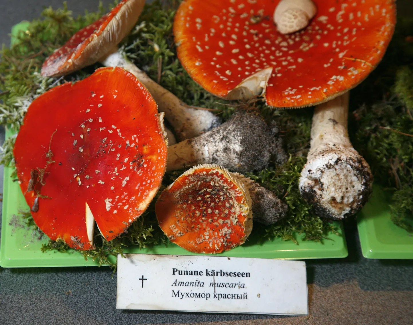 Punased kärbseseened.