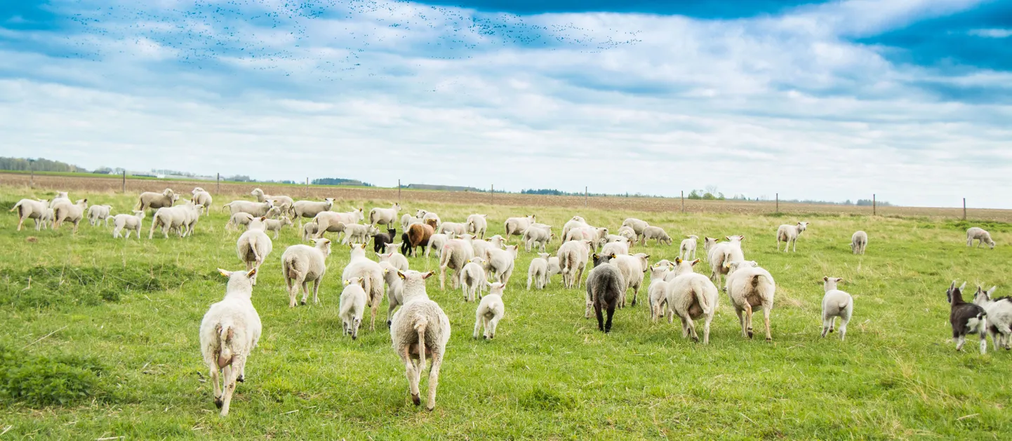 Üheks rootslastele pakutavaks elamuseks on ka päev karjusena lambafarmis.