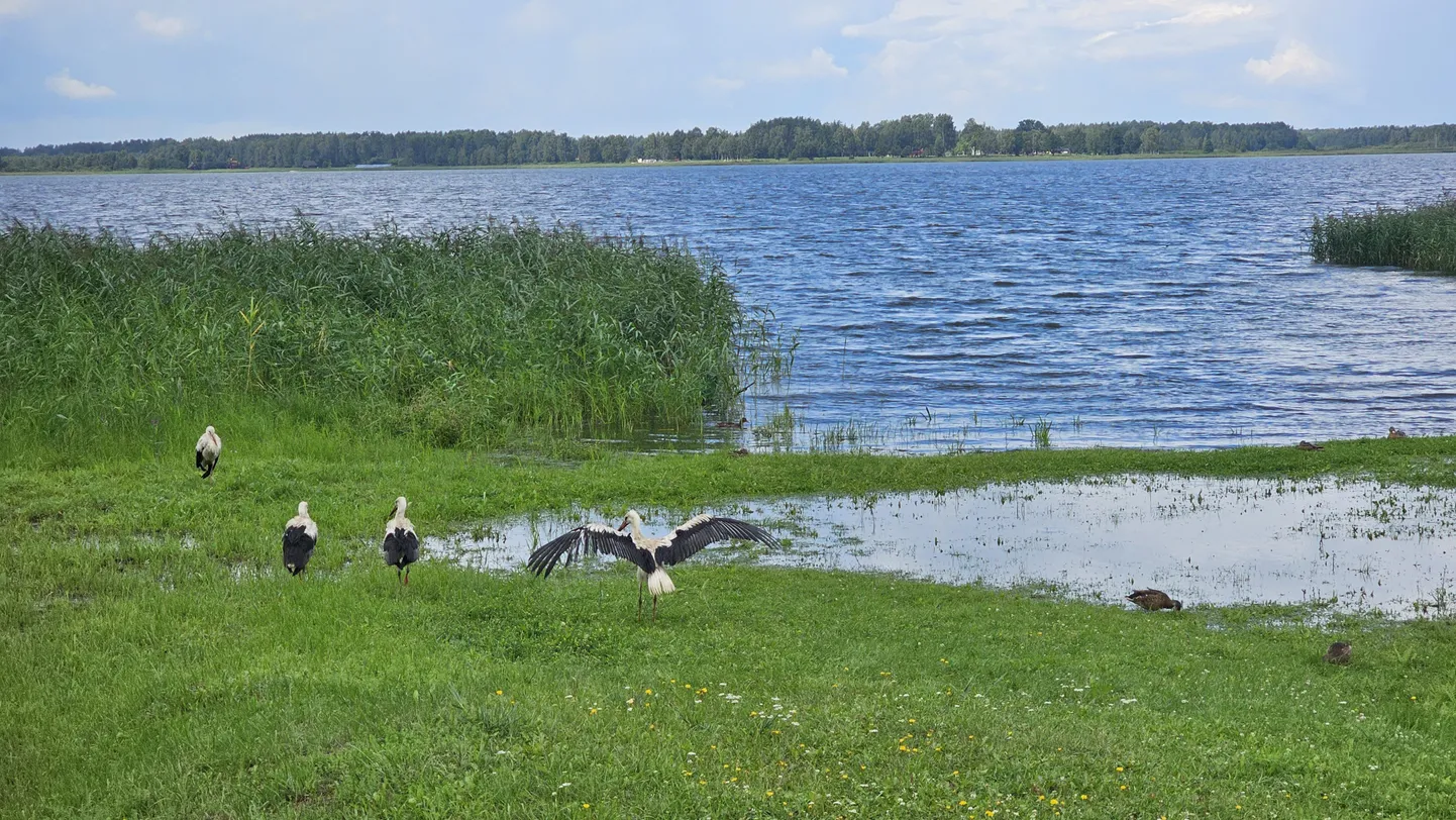 Lindudele teeb Tamula veetaseme kerkimine rõõmu.