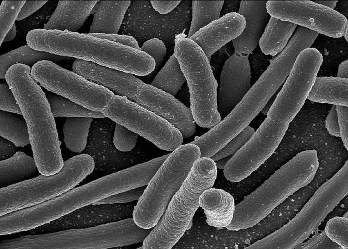 Soolekepike ehk kolibakter on üks paljudest bakteriliikidest, kes elavad imetajate soolestikus.