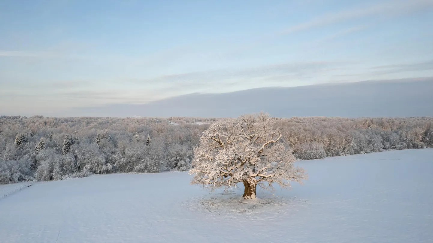 Viiralti tamm esindab Eestit Euroopa puu valimisel. Puu poolt saab anda hääle kuni 22. veebruarini.