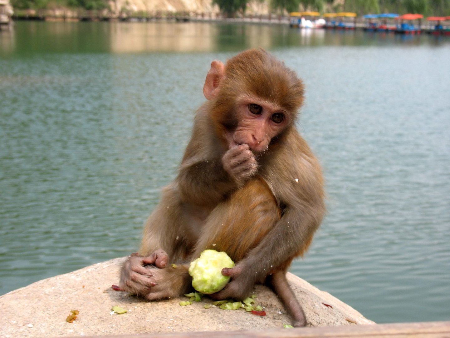 Hiina Shandongi provintsis asuval Jiurushani saarel elavad makaagid.