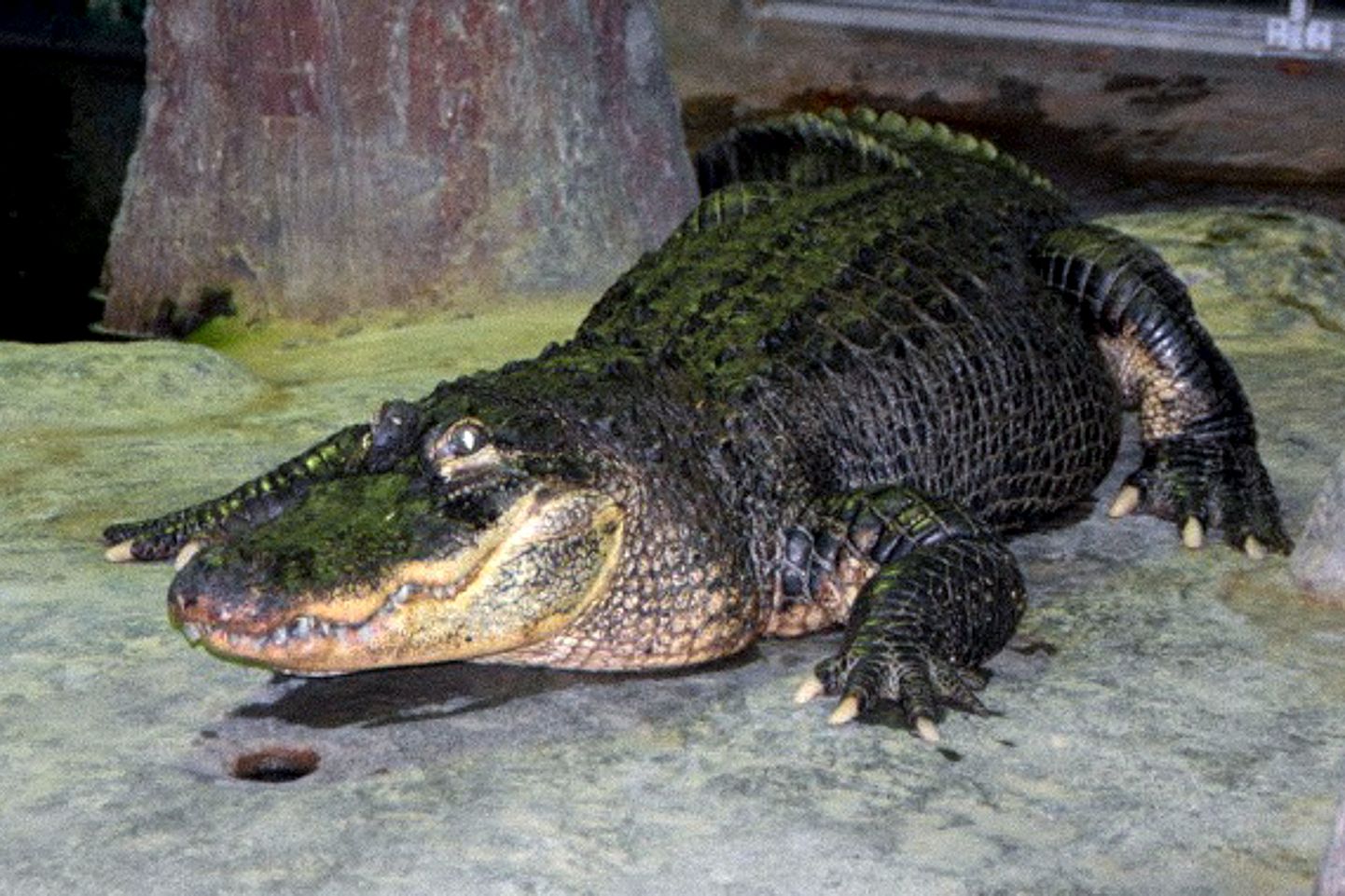 Mississippi alligaator Saturn Moskva loomaaias