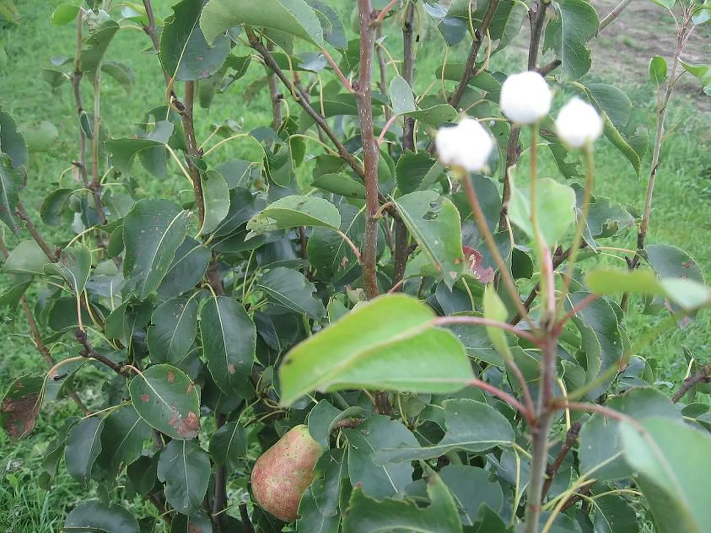 Raplamaal Kivi-Vigalas õitseb pirnipuu.