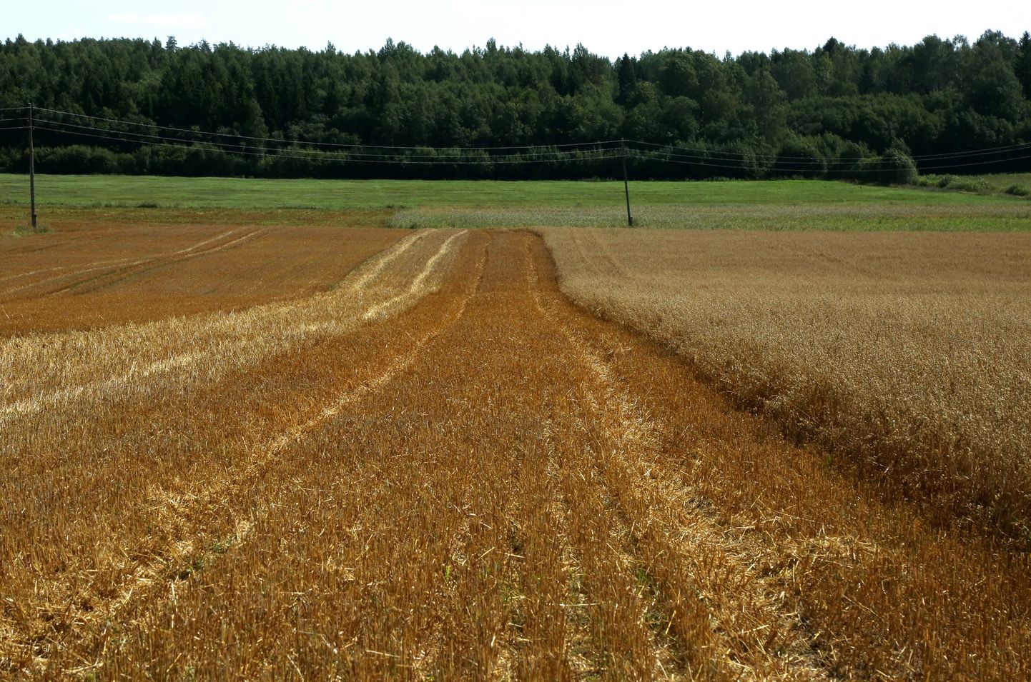 Auzu lauks zemnieku saimniecībā "Dzirnieki". Ilustratīvs attēls