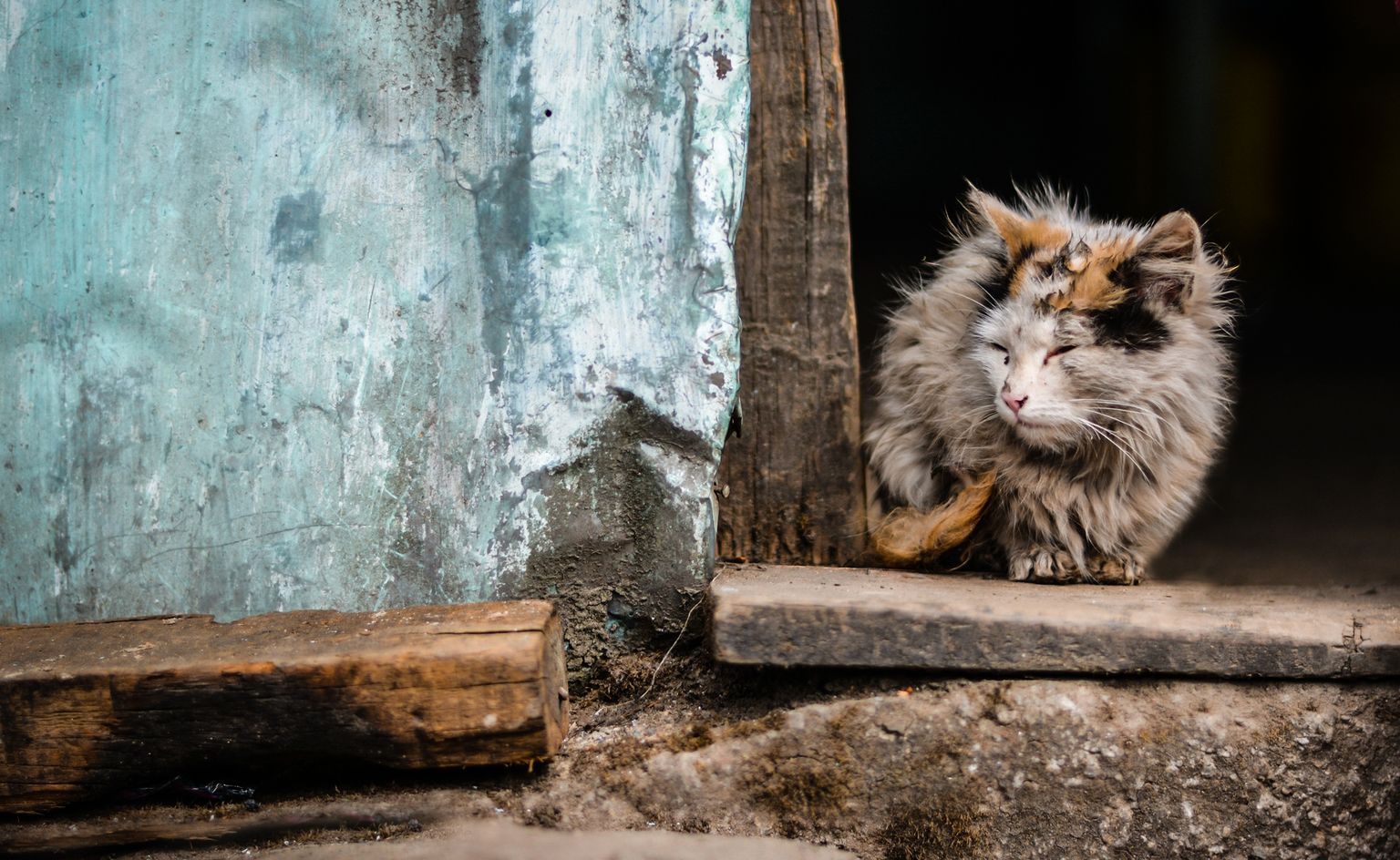 Omaniku hoolitsuseta kass. Pilt on illustratiivne