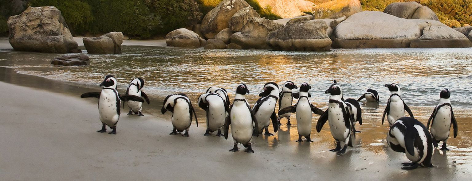 Aafrika pingviinid Kaplinna rahvuspargis