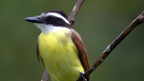 Magavad linnud laulavad sellest, mida nad unes näevad: teadlased õppisid seda tõlkima ja loe, mis teada saadi