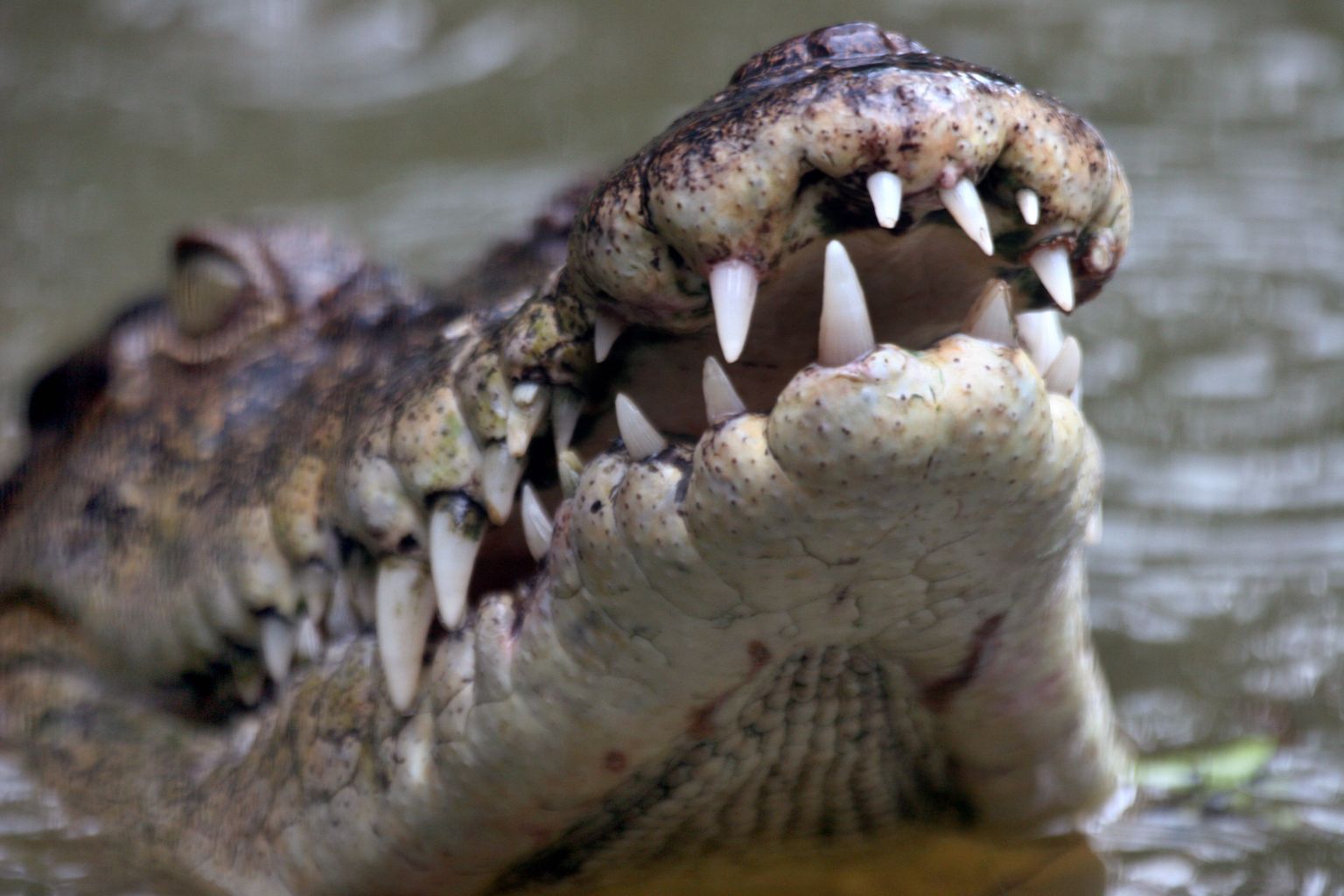 Austraalia harikrokodill (Crocodylus porosus). Pilt on illustreeriv