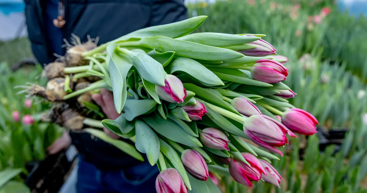 NIPPE NAISTEPÄEVAKS Tulp seisab ilus külmas, roos soojas vees