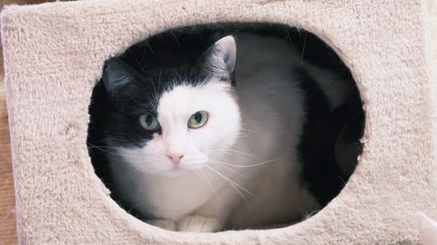 PÄEVAKÄPP ⟩ Tapalt leitud kass ootab varjupaigas oma inimest juba üle aasta