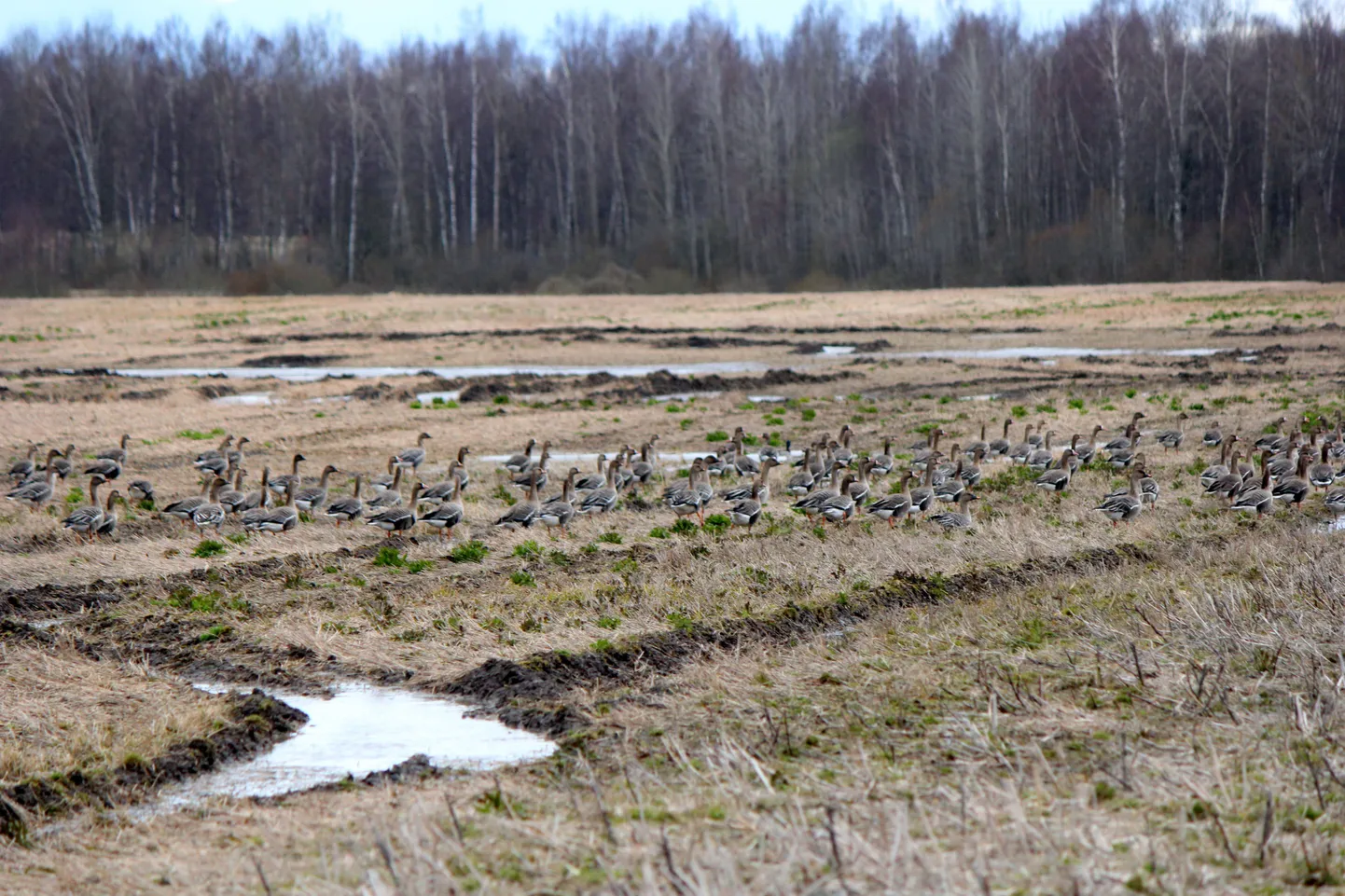 Täna pärastlõunal võis Tõlliste vallas Tagula külas põllul näha einestamas hanesid, keda oli seal paarisaja linnu ringis. Mida nad soiselt põllult leidsid, ei õnnestunud kindlaks teha.