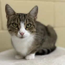 Yosh juftliklar bilan porno tomosha qiling