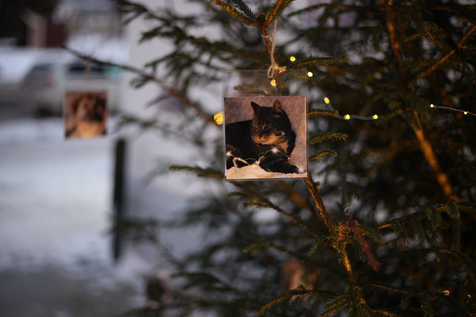 Varjupaigaloomade jõulupuu on kaunistatud kodu otsivate loomade tutvustustega.