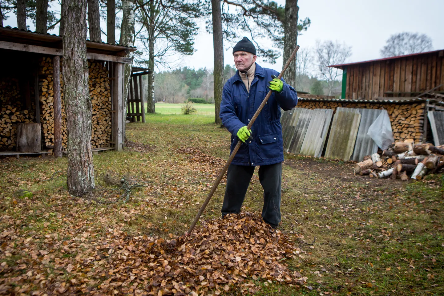 PÕLLURAMMUKS: "Iga päev prouaga natuke koristame," sõnas Peeter Aus, kes viib puulehed maja taha kartulipõllule, kus need kevadel väetiseks küntakse.