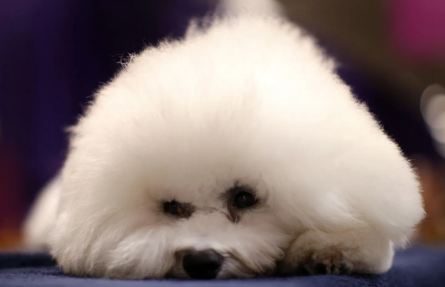 Käharakarvaline bichon sobib ka allergikule.