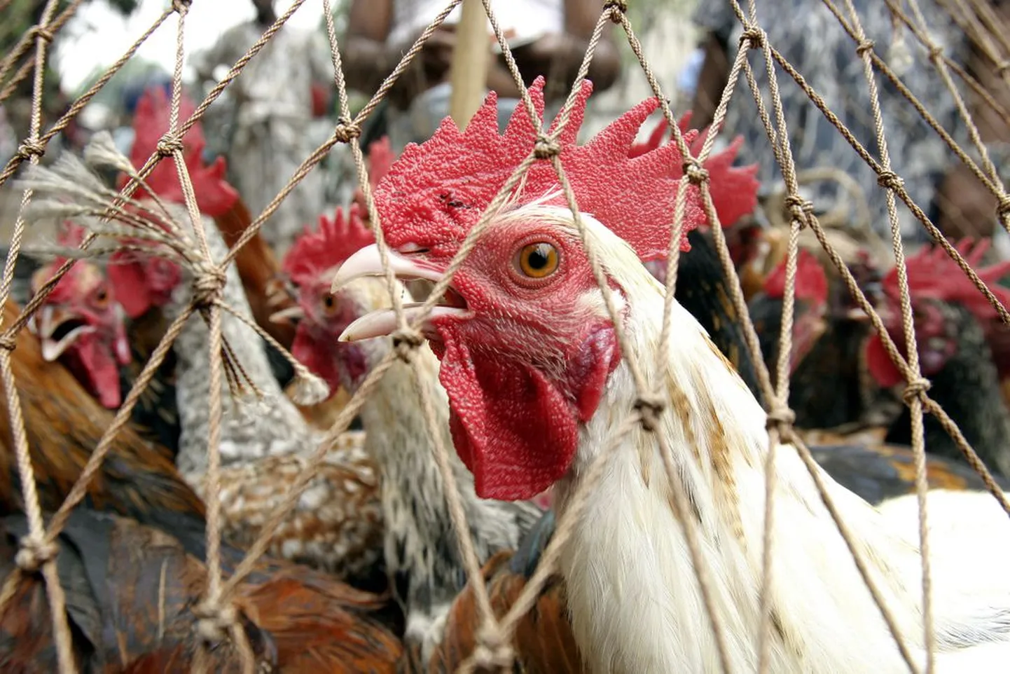 Salmonnella bakterit esineb palju linnulihas.
