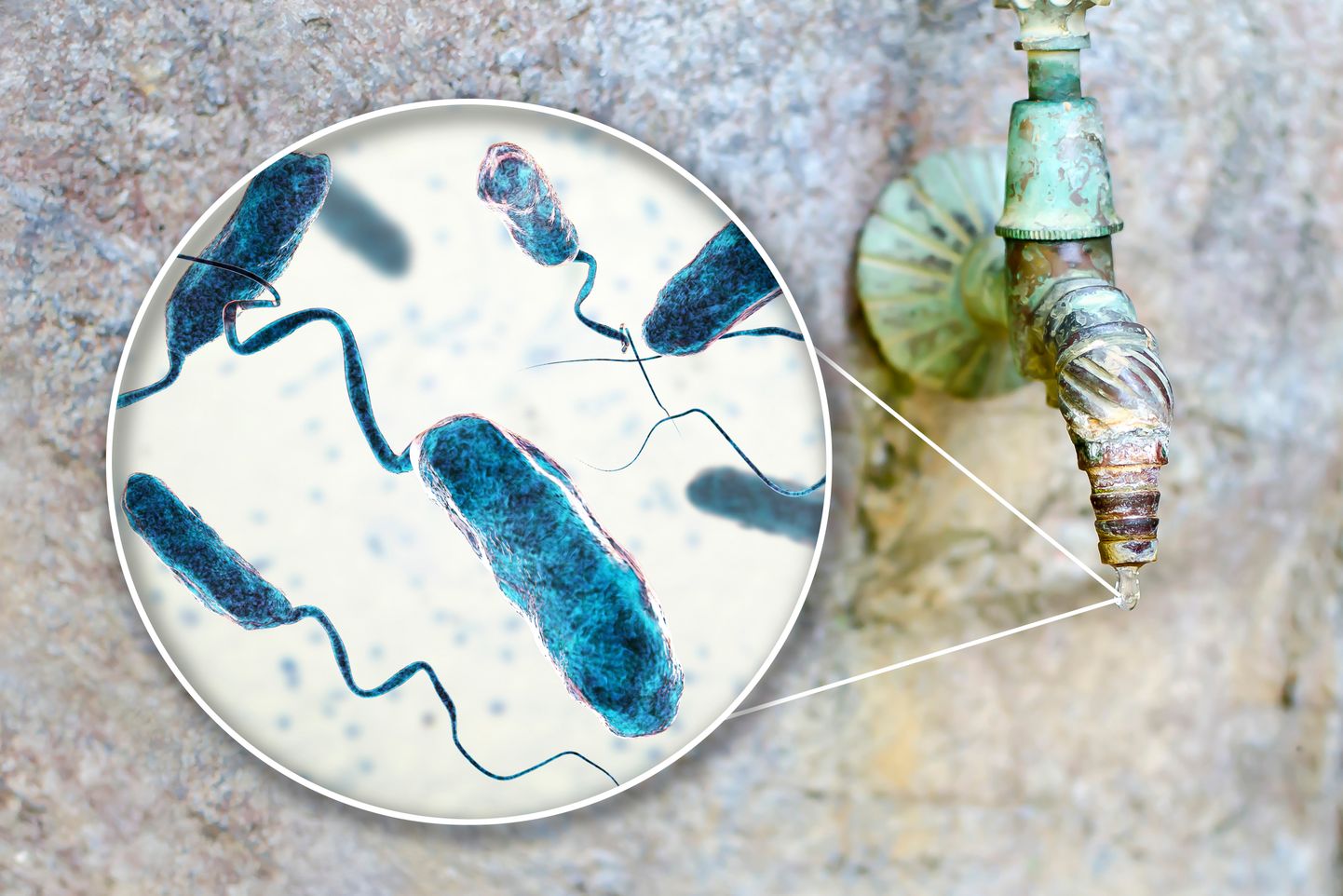Koolerat põhjustab Vibrio cholerae bakter