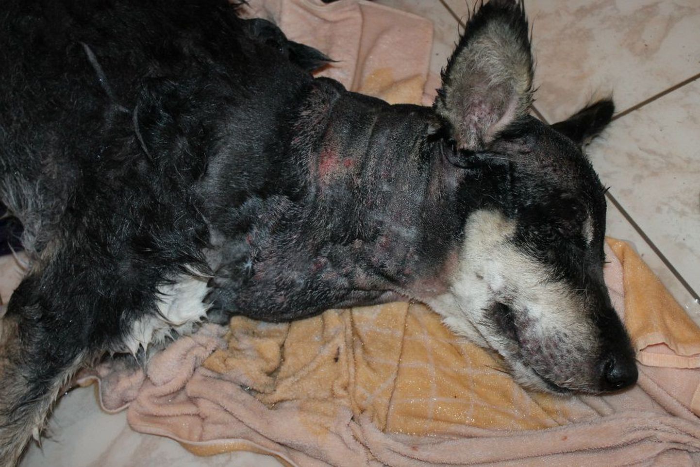 Vigastatud koer Raplamaal, keda naabrite sõnul oli tema omanik peksnud