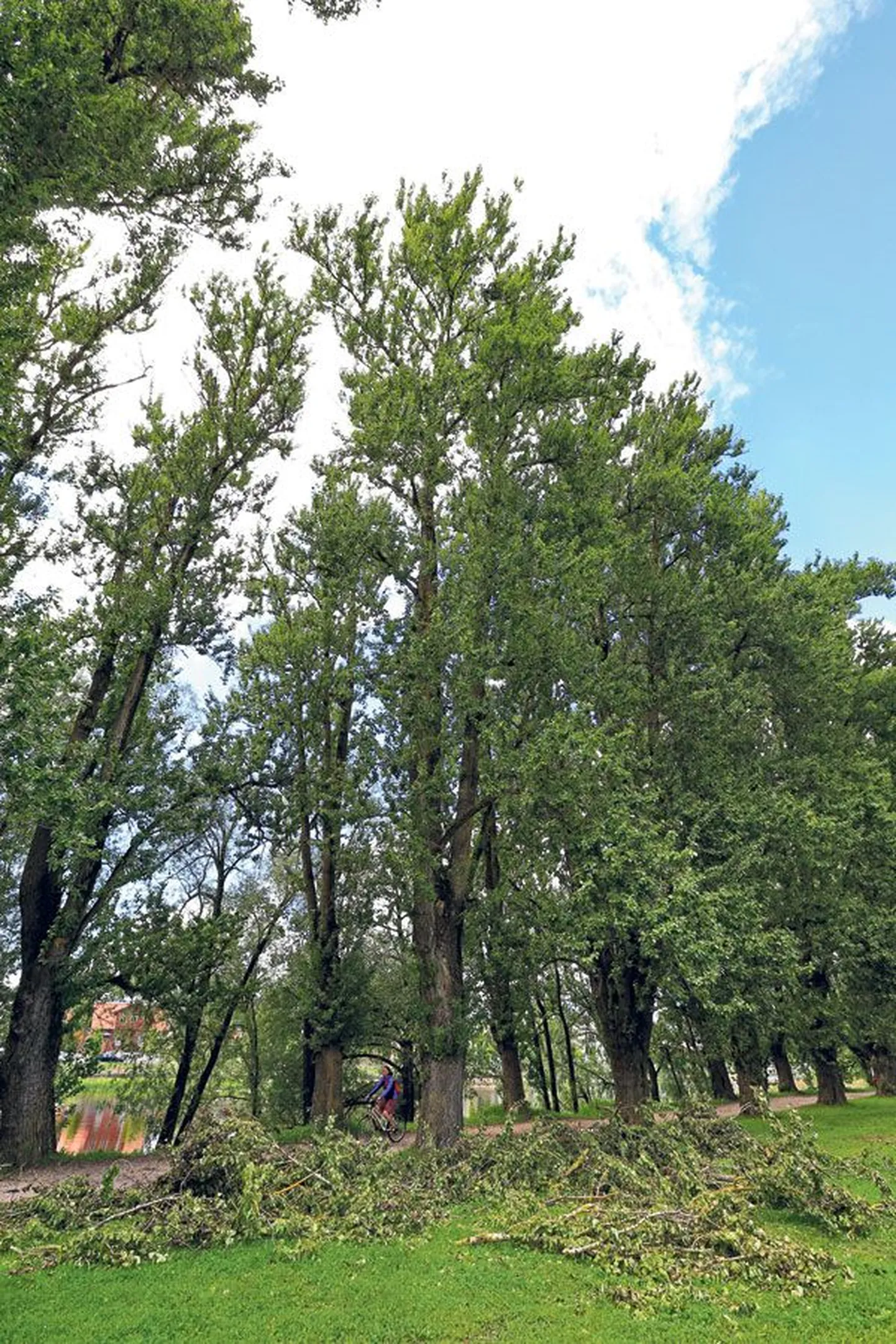 Emajõe-äärse Ranna tee papliallee ühel puul lõikas OÜ Ökomets arborist läinud 
nädalal hoolduskava järgi maha kolm-neli meetrit latva ja osa külgoksi. Samal moel
 talitakse ka ülejäänud paplitega.