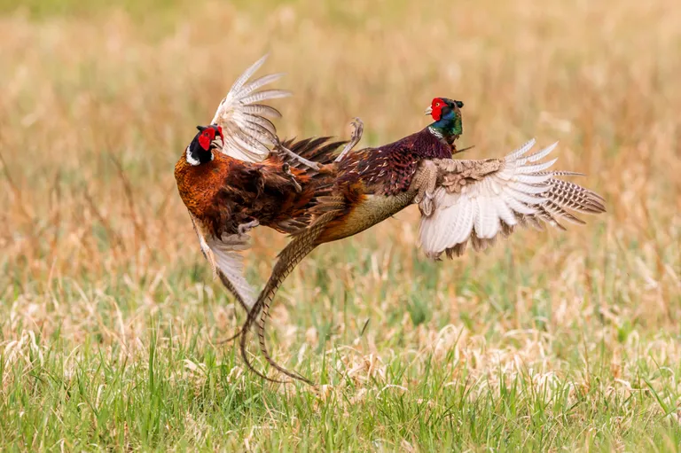 Foto: Caters News Agency/Scanpix