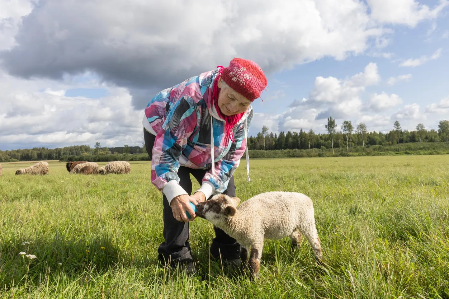 Juuli lõpus kaotas Marju Käo oma lambakarjast huntidele kuus looma. Orvuks jäänud tall peab teda nüüd emaks ning teda on vaja lutipudelist toitmas käia.
