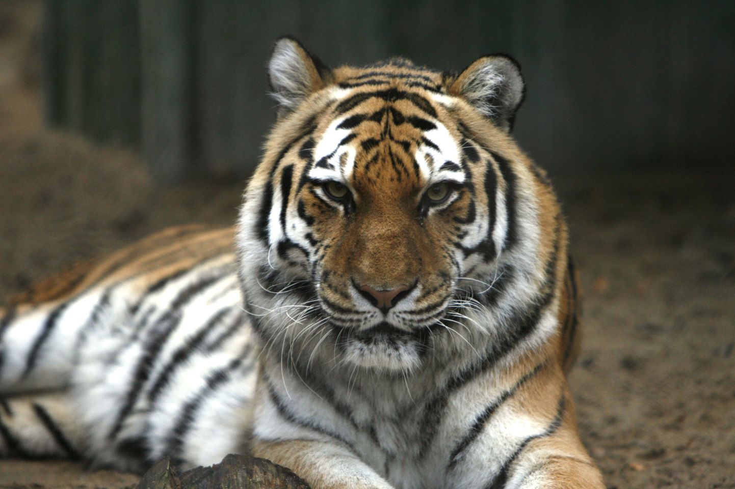 Amuuri tiiger  Tallinna loomaaias.