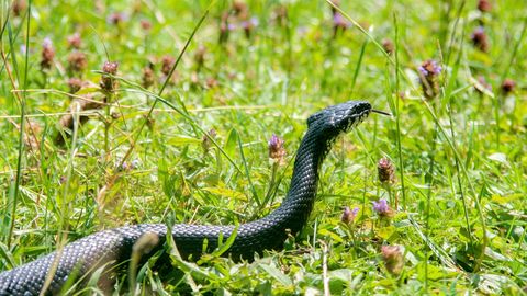 FOTO ⟩ Harjumaa kodu hoovis püüti kaamera ette hetk, kuidas nastik saaki ründas