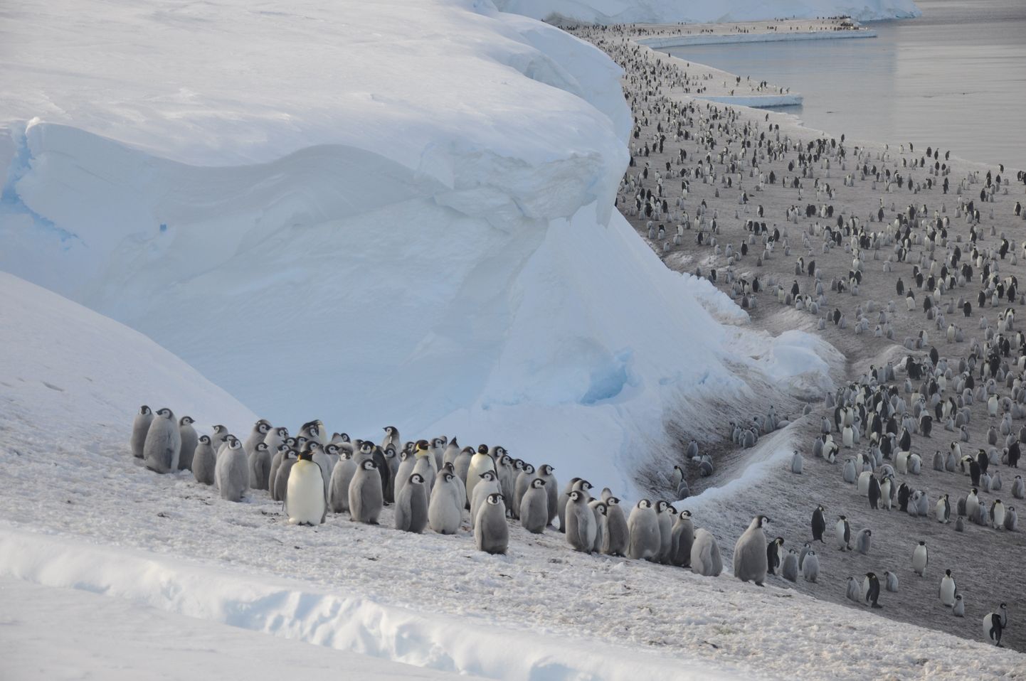 Keiserpingviinitibud Antarktikas