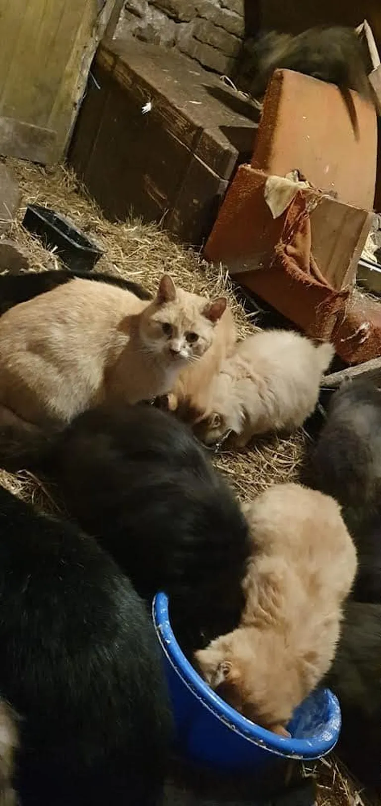 Naabri hoovi tunginud kassid.