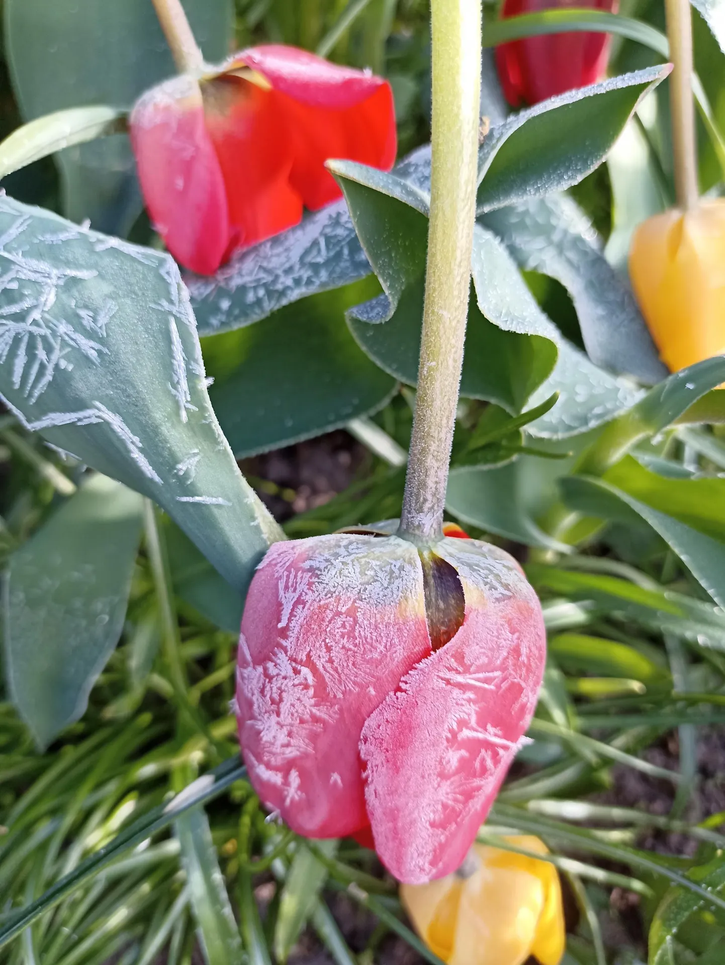 Külmavõetud tulp 6. mai hommikul