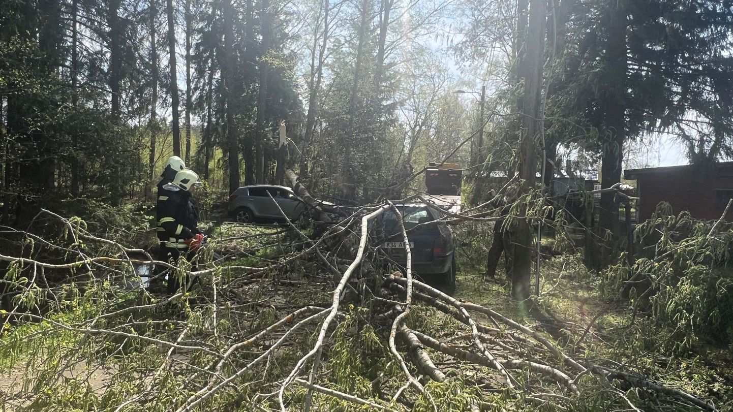 Murdunud puu kukkus Valgamaal kahe auto peale. Õnneks inimesed viga ei saanud.