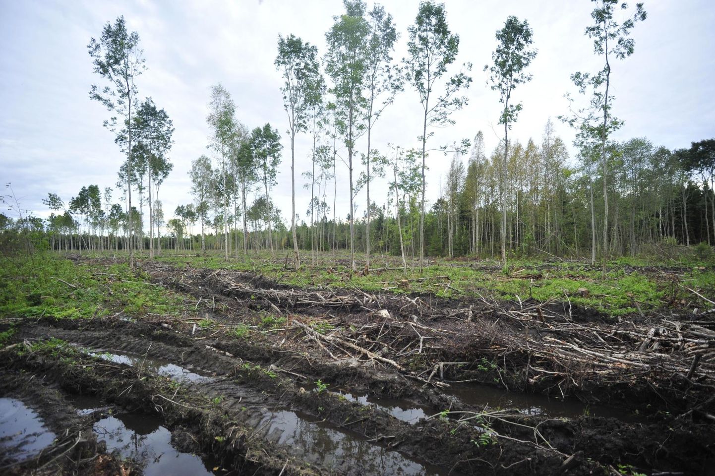 Eesti metsa- ja looduskaitsjad leiavad, et Taani kannab kaasvastutust meie keskkonna hävitamise eest.