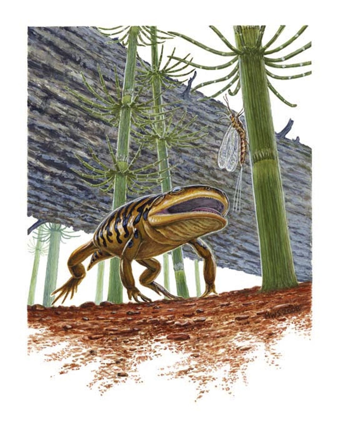 Kunstniku nägemus Gerobatrachus hottonist ehk 290 miljoni aasta vanusest «frogamandrist»