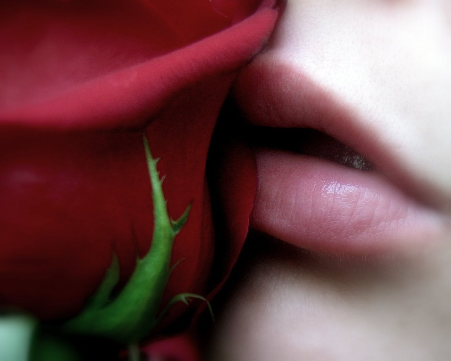Поцелуй розы