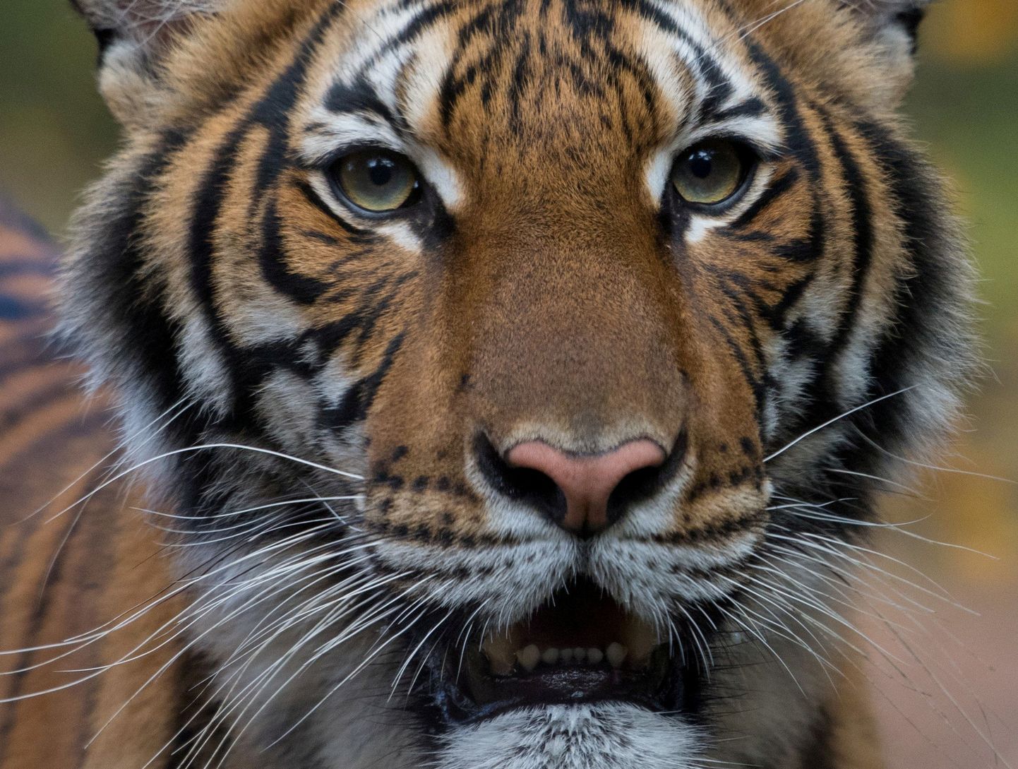 Малайская тигрица Надя.